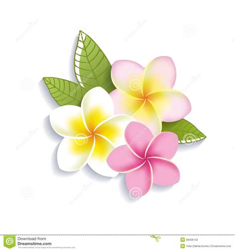 Common White Frangipani Clipart 20 Free Cliparts Download Images On