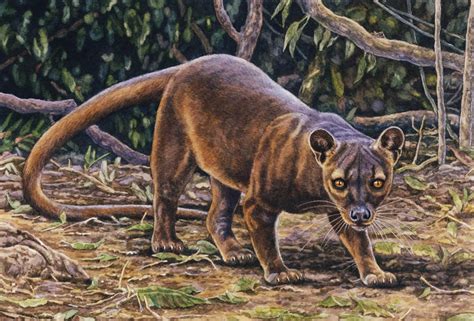 Fossa By Willemsvdmerwe On Deviantart