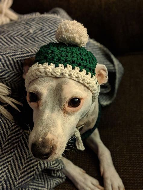 I Made A Little Beanie For My Dog He Is Taking It Wellbitly