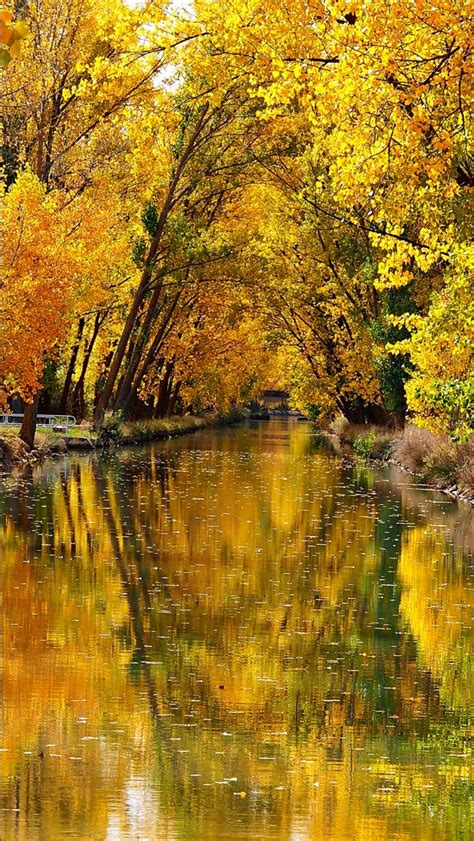 River Between Leafed Yellow Autumn Trees With Reflection 4k Hd Nature