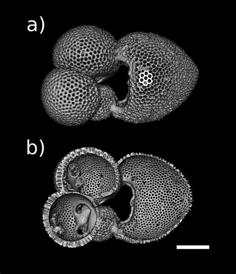 Example X Ray μct Reconstruction Of A Planktic Foraminifera Test
