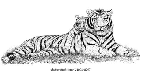 Siberian Tiger Mom Cub Two Tigers Stock Illustration 2102648797