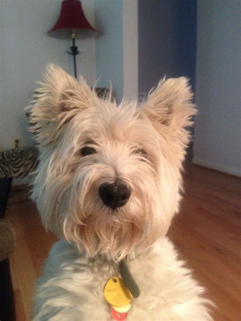 Westie Selfie By Lily Westies West Highland Terrier Highlands Terrier