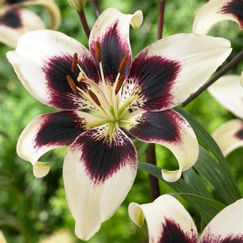 Pin By Angie On Gardening Lily Bulbs Asiatic Lilies Bulb Flowers
