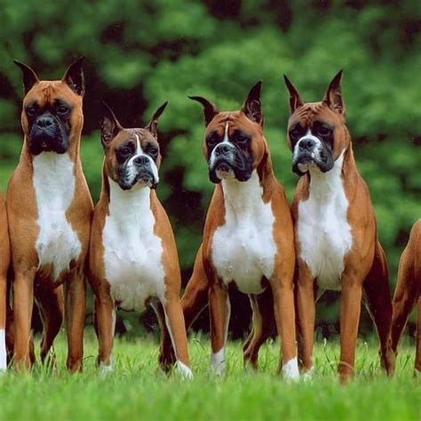 Boxer Dogs Boxer Dogs American Boxer Dog Boxer Breed
