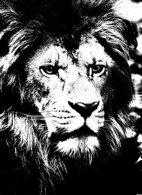High Contrast Black And White Image Of A Lion