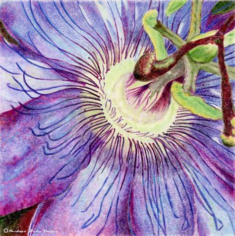Passion Flower By Robynne Hardison