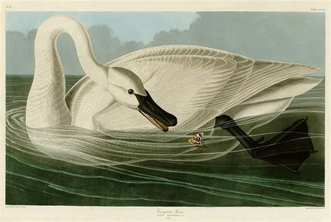 Artists John James Audubon Creation Trumpeter Swan Giclee Prints