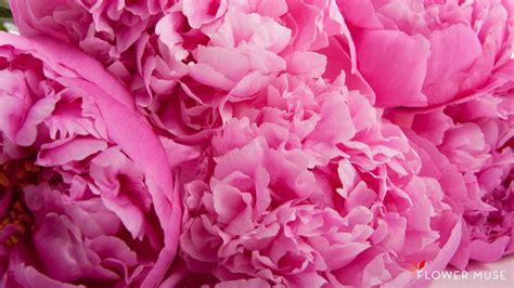 We did not find results for: Peony Wallpapers - Wallpaper Cave