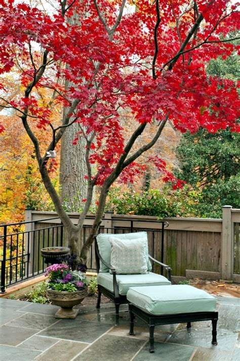 Garden Design Ideas The Best Trees For Small Gardens Interior