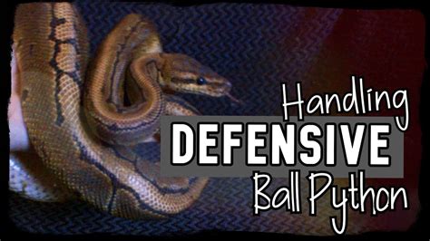 Handling Defensivehissing Ball Python Petsbloglive
