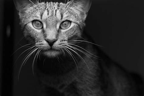 Black And White Grayscale Photography Of Tabby Cat Cat