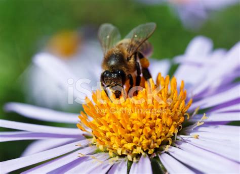 Bee And A Daisy Stock Photo Royalty Free Freeimages