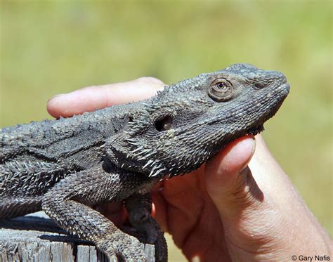 Eastern Bearded Dragon Pogona Barbata