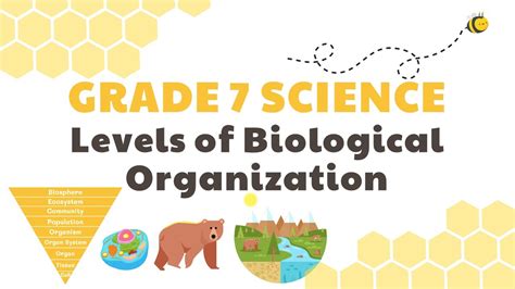 Levels Of Biological Organization Worksheet