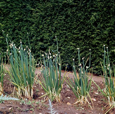 Tree Onion Allium Cepa Var Aggregatum Photograph By Science Photo