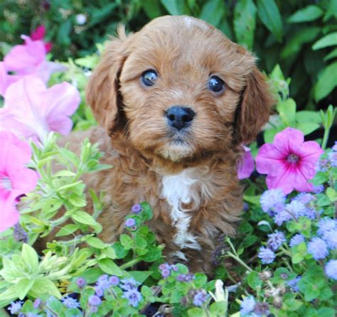 2021 is euro puppy's 20th year of service and for the last 2 decades we have been the choice of over 12,000 happy families. Cavapoo & Cavoodle Puppies for Sale in IL | Dog cat ...
