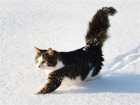 Winterspaß Mit Katzen So Macht Kälte Spaß
