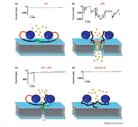 Prion Protein At The Crossroads Of Physiology And Disease Trends In