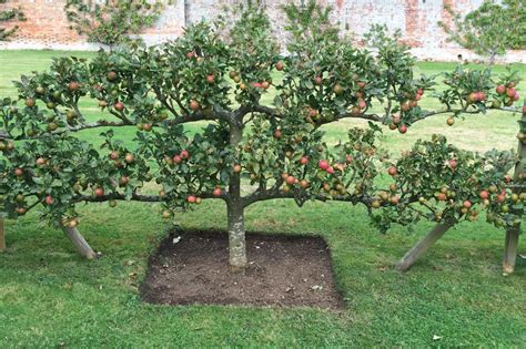 Fruit Trees Home Gardening Apple Cherry Pear Plum Examples Of