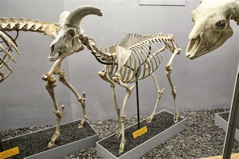 Sheep Skeletal Anatomy