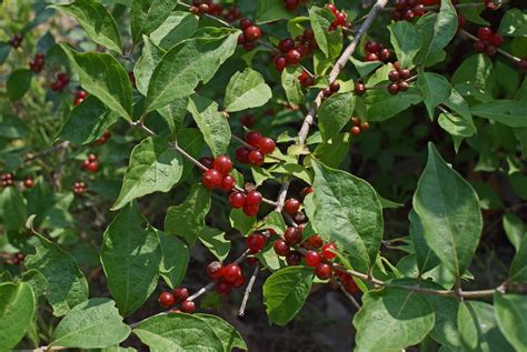 Red Currant Health Benefits And Nutrition Theberrybushes