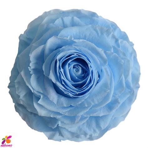 Preserved Roses Baby Blue Ebloomsdirect Eblooms Farm Direct Inc