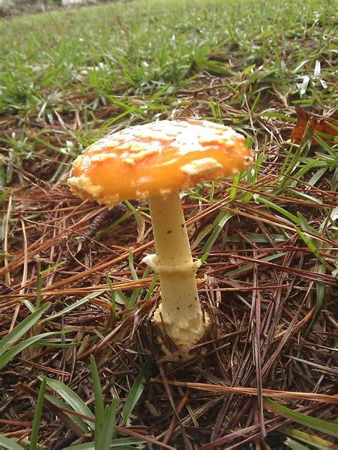 Rainy Georgia Mushroom Pics~ Mushroom Hunting And