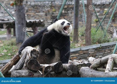 Funny Giant Panda In China Stock Image Image Of China 132892849