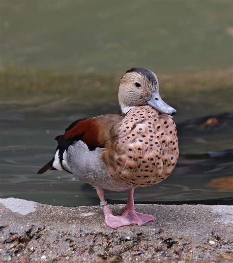 Pictures And Information On Ringed Teal