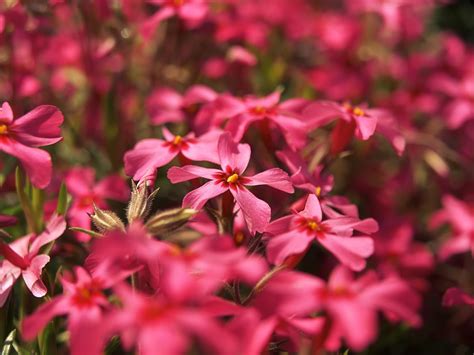 Use them in commercial designs under lifetime, perpetual & worldwide rights. Nice Wallpapers: High resolution Flower wallpapers