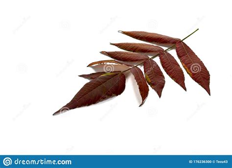 Branch With Autumn Leaves On A White Background Stock Photo Image Of