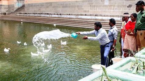 Bioremediation Initiated For Cleaning Temple Tanks The Hindu