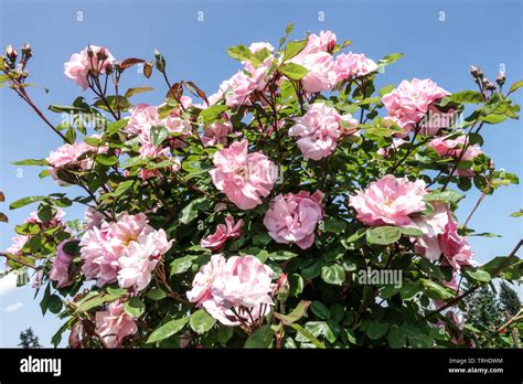 Perennial Flowering Plants Pink Climbing Roses Stock Photo Alamy