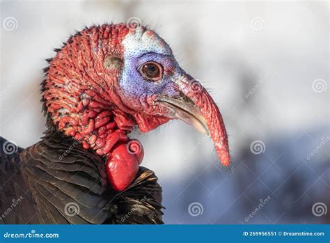 Eastern Male Wild Turkey Tom Closeup With A Long Snood And Waddle