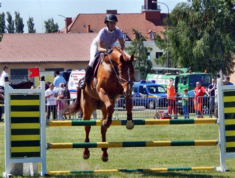 Free Images Person Jump Horses Equestrianism Equitation Physical