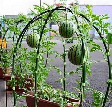 How To Grow Watermelons In Containers Vegetable Garden Design