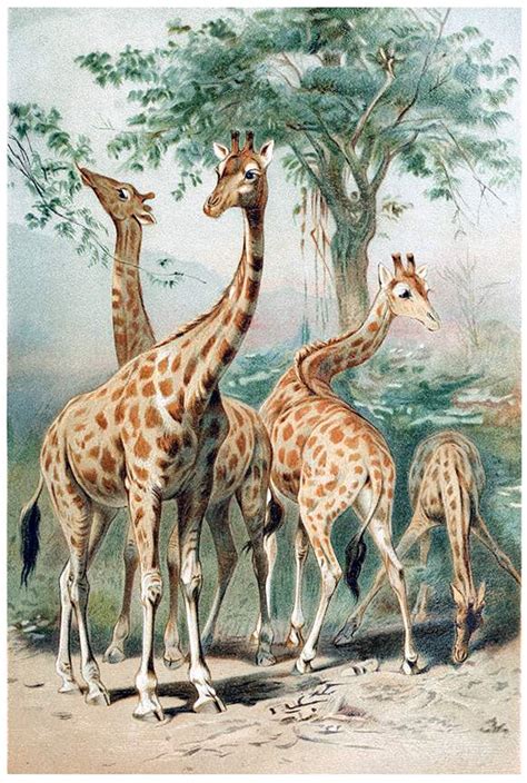 Four Giraffes Old Book Illustrations