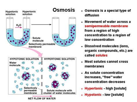 What is osmosis simple definition. CH03 Membrane Transport