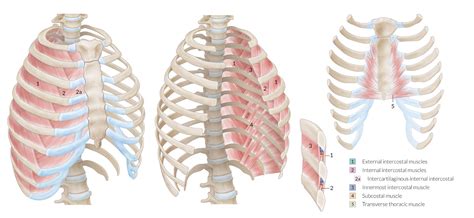 In humans, the rib cage, also known as the thoracic cage. Posterior Rib Cage Muscles : Introduction Anatomy Thoracic ...