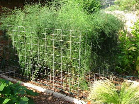 Tutorial On How To Use Cattle Panels In The Garden For Tomatoes