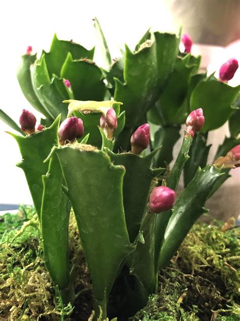 What should the temperature be for a christmas cactus? How to Care for Holiday Cactus (Christmas Cactus ...