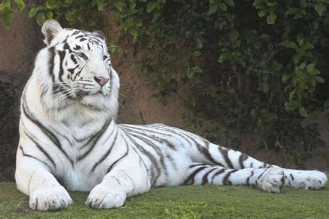 The trailer of the film is out and it is all set to drop on prime video on. White Tigress Sneha gives birth to 2 Cubs at Nandankanan ...