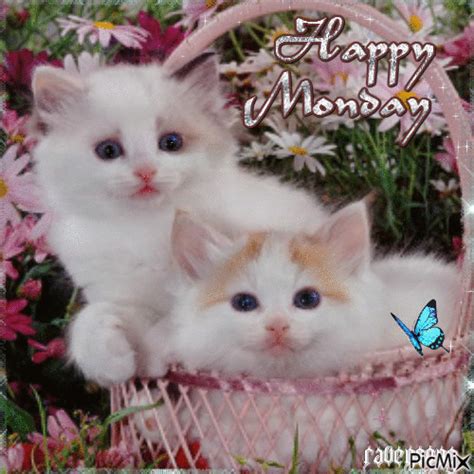 Cute Kitty Happy Monday Pictures Photos And Images For Facebook