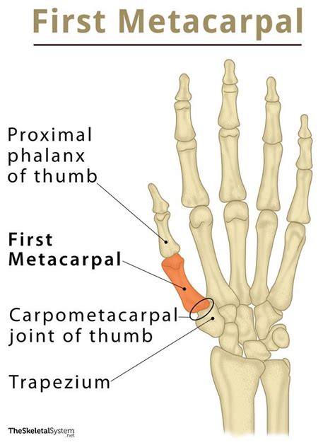 First Carpometacarpal Joint Anatomy