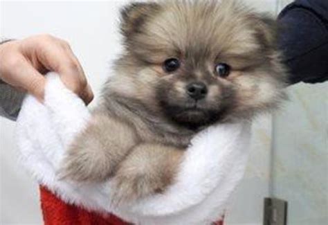 Pomeranian Puppies For Sale In Massachusetts With Price