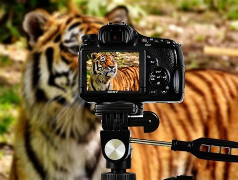 The Best Wildlife And Bird Photography Cameras