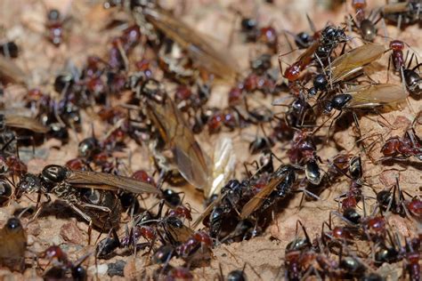 Tips To Locate Ant Colonies In Your House