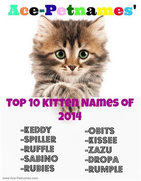 Learn Kitten Names That Are Distinctive And Original Kitten Names