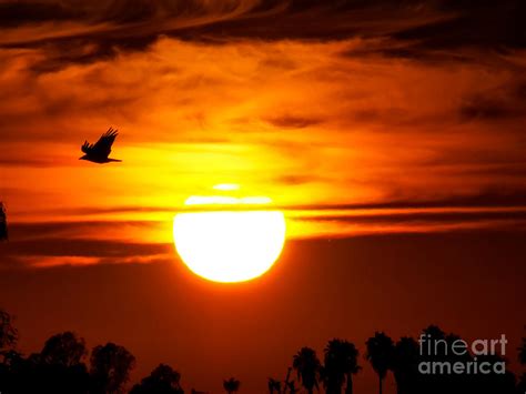 crow in sunset photograph by j lopez fine art america